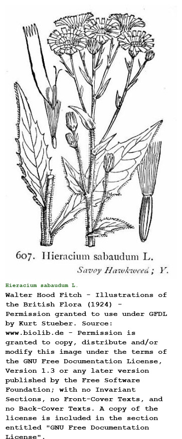 Hieracium sabaudum L.